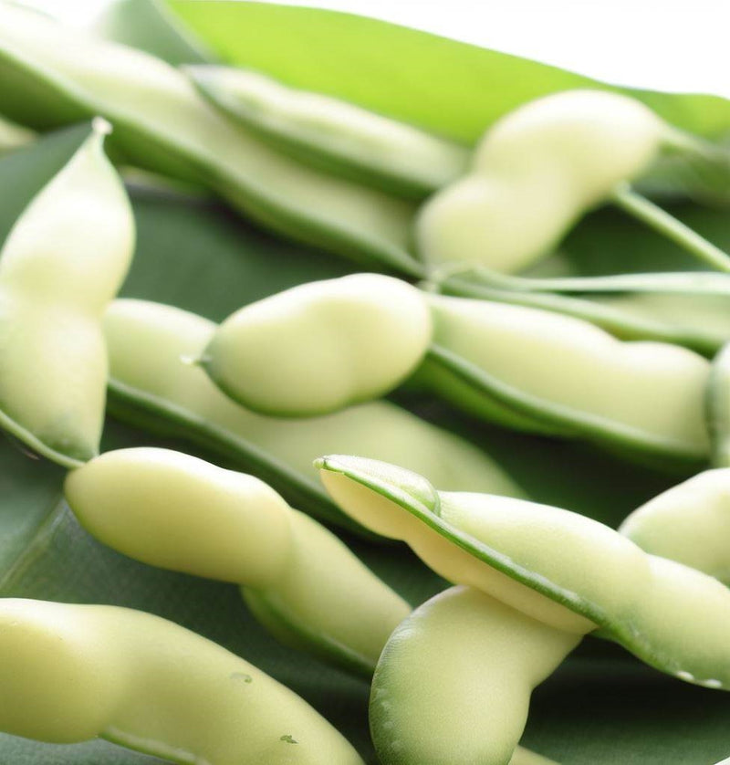 Japanese Black Daizu, Edamame Bean (Glycine max)
