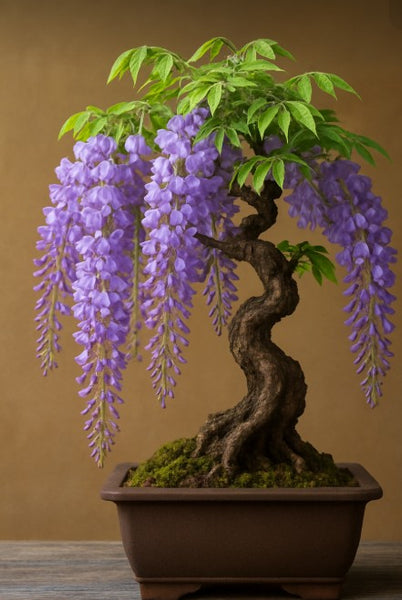 Wisteria floribunda Purple (Purple Wisteria, Japanese Purple