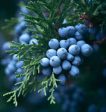 Juniperus virginiana (Eastern Red Cedar, Virginia Cedar)