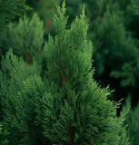 Juniperus virginiana (Eastern Red Cedar, Virginia Cedar)