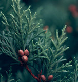 Juniperus virginiana (Eastern Red Cedar, Virginia Cedar)