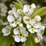 Pyrus communis (European Pear, Domestic Pear, Common Pear)