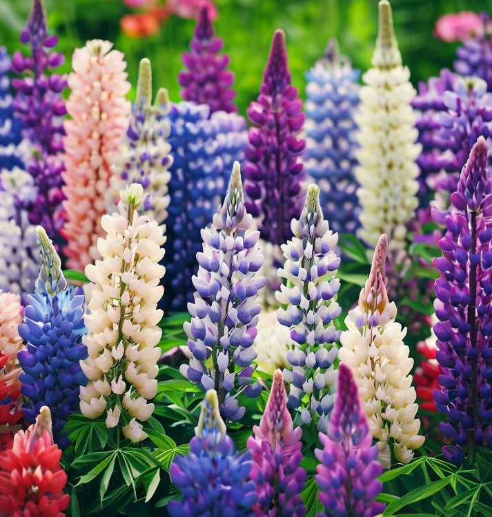 LUPINUS polyphyllus (Russell Lupine)