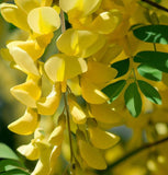 Laburnum anagyroides (vulgare) (Golden Chain Tree)