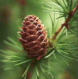 Larix sibirica (Siberian Larch)