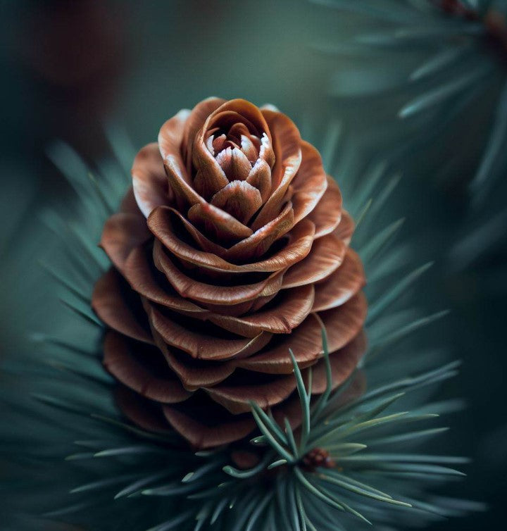 Larix sibirica (Siberian Larch)