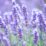 Lavender, Italian  (Lavandula angustifolia)