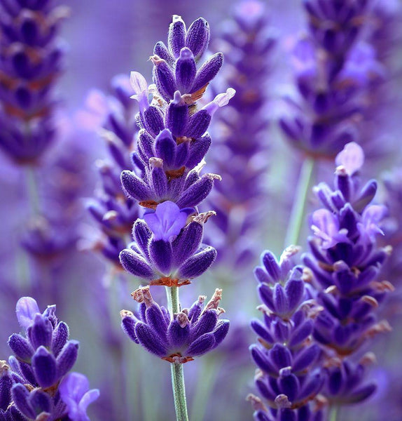 medicinal plants lavender Lavender, Vera (True Lavender) (Lavandula angustifolia) – MySeedsCo