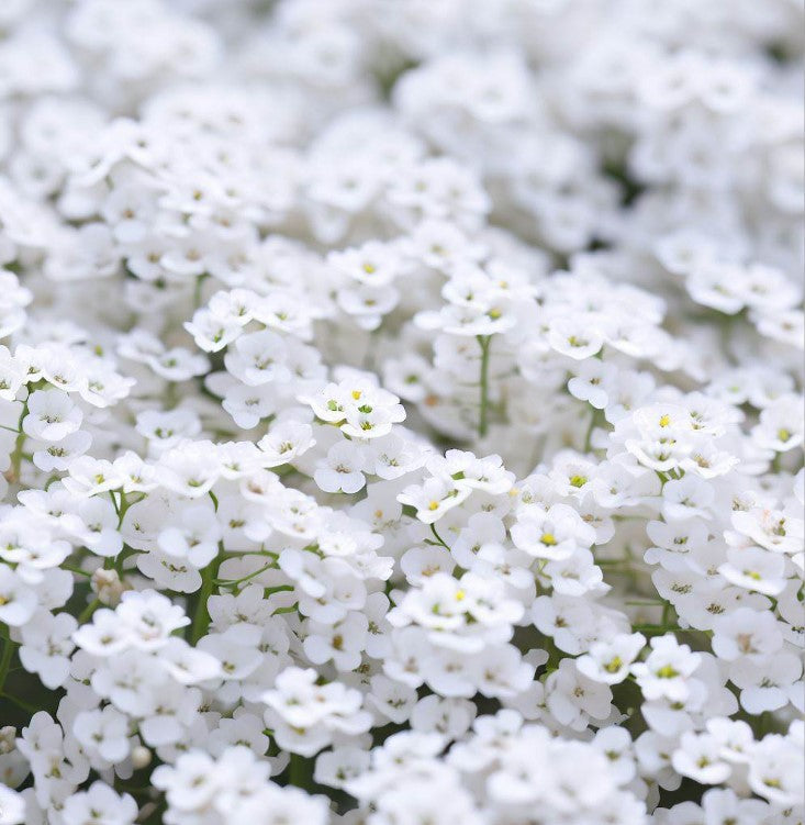 Lobularia Maritima 'Carpet of Snow' (Sweet Alyssum, Dwarf White - Carpet of Snow)
