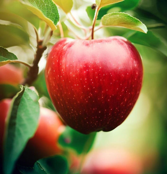 Malus pumila (Paradise Apple, Red Delicious Apple) – MySeedsCo
