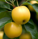 Malus sylvestris (French Crabapple)