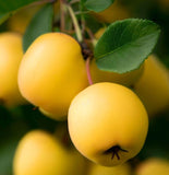 Malus sylvestris (French Crabapple)