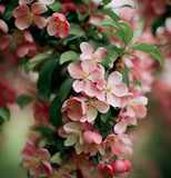 Malus sylvestris (French Crabapple)