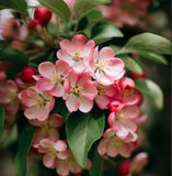 Malus sylvestris (French Crabapple)