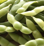 Midori Giant, Edamame Bean (Glycine max)