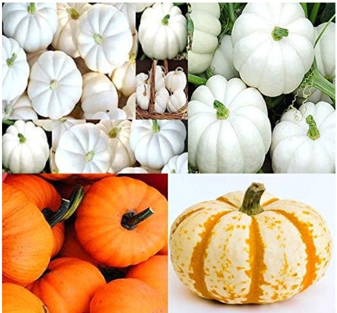 Pumpkin Mix III - Miniature Pumpkin Varieties (Bumpkin, Casperita, Hooligan)  Outdoor & Indoor Decoration