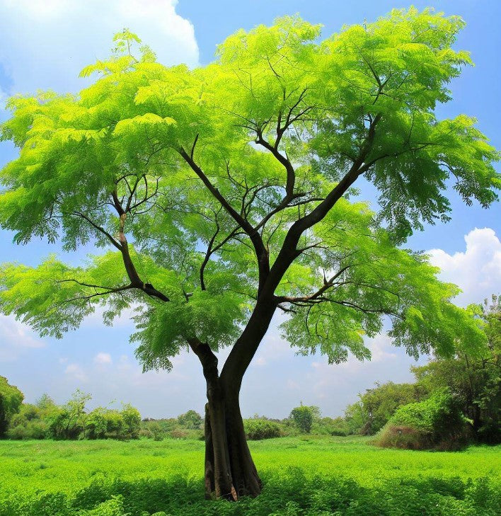 Moringa oleifera (Benzoil Tree, Ben Oil Tree, Drumstick Tree)