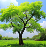 Moringa oleifera (Benzoil Tree, Ben Oil Tree, Drumstick Tree)