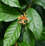 Nyssa sinensis (Chinese Tupelo)