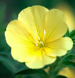 OENOTHERA biennis (Evening Primrose)