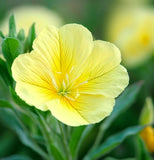 OENOTHERA biennis (Evening Primrose)