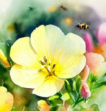 OENOTHERA biennis (Evening Primrose)
