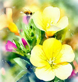OENOTHERA biennis (Evening Primrose)