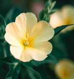 OENOTHERA lamarckiana (Common Evening Primrose)