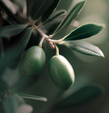 Olea europaea (Olive Tree)
