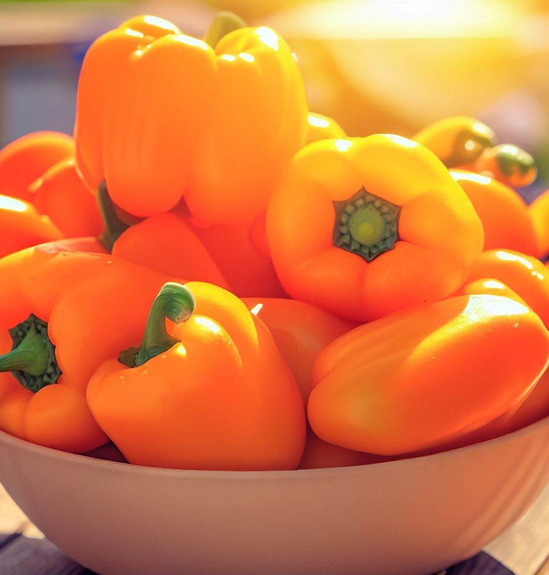 Orange Sun (Orange Bell) Pepper, SWEET (Capsicum annuum)