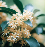 Osmanthus fragrans (Sweet Olive)