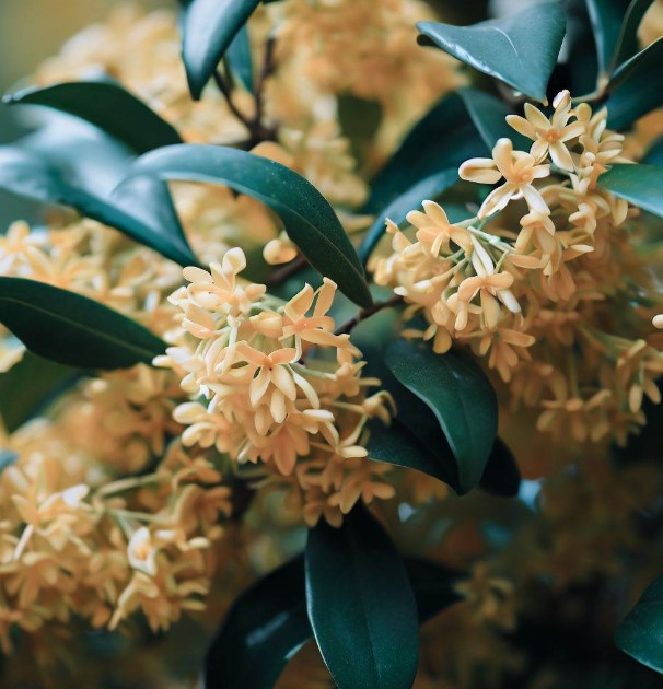 Osmanthus fragrans (Sweet Olive)