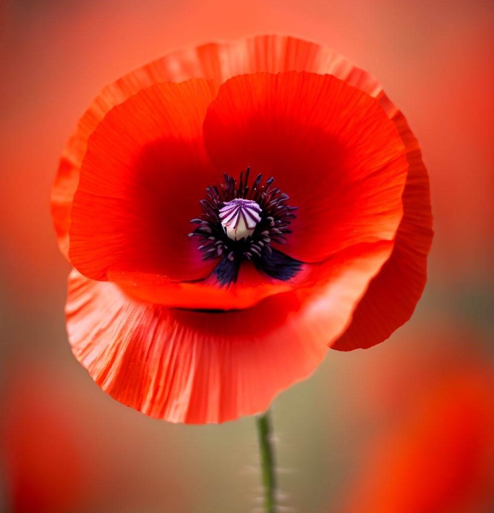PAPAVER rhoeas (Corn Poppy, Red)