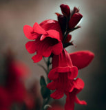 PENSTEMON eatonii (Eaton's Penstemon)