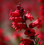 PENSTEMON eatonii (Eaton's Penstemon)