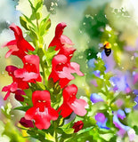 PENSTEMON eatonii (Eaton's Penstemon)