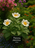 Paeonia japonica (Japanese Peony, Japanese Woodland Peony)