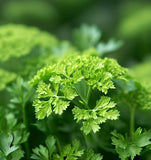 Parsley, Plain Single (Petroselinum crispum)