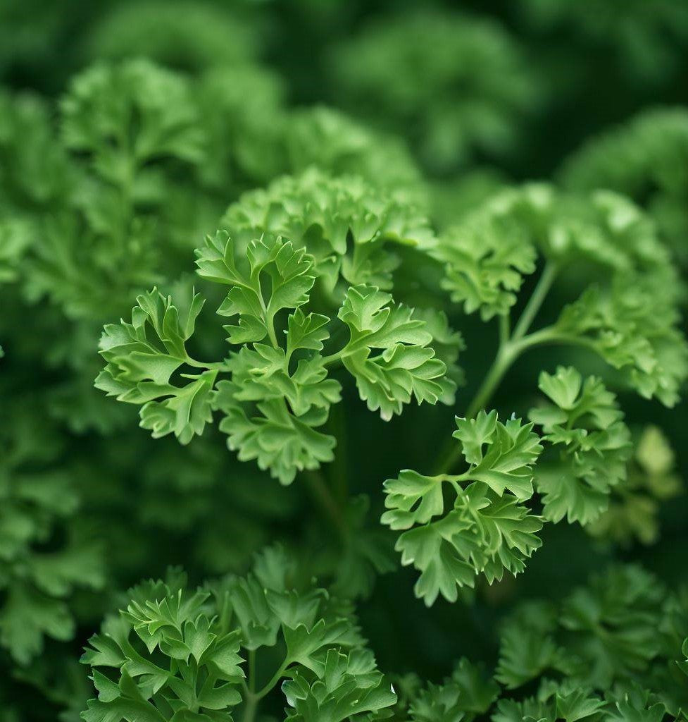 Parsley, Plain Single (Petroselinum crispum)