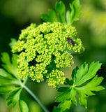 Parsley, Plain Single (Petroselinum crispum)