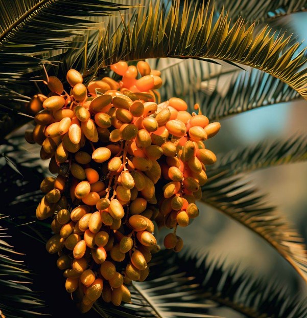 Phoenix canariensis (Canary Island Palm)