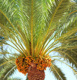 Phoenix dactylifera (Date Palm Tree)