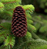 Picea abies Lake States (Lake States Norway Spruce, Norway Spruce) Seedlings & Transplants Available for Spring Shipping