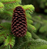 Picea abies Lake States (Lake States Norway Spruce, Norway Spruce)