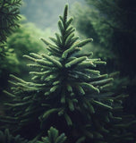 Picea asperata (Dragon Spruce)