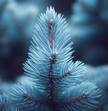 Picea pungens (Colorado Blue Spruce) Seedlings & Transplants Available for Spring Shipping