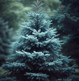 Picea pungens (Colorado Blue Spruce) Seedlings & Transplants Available for Spring Shipping