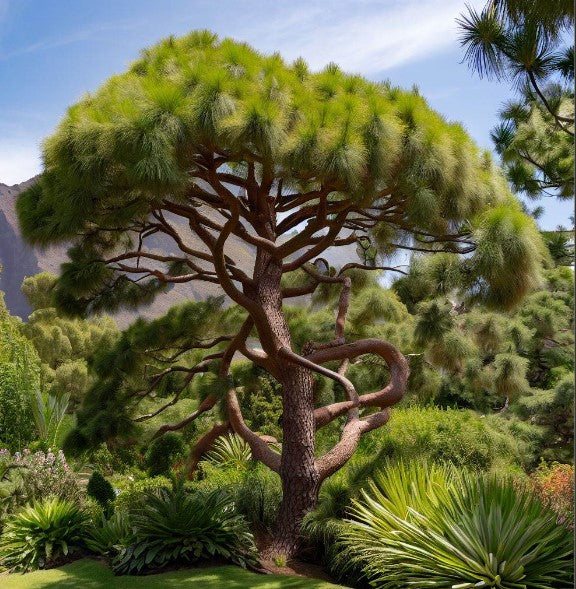 Pinus canariensis (Canary Island Pine, Canary Pine)