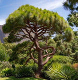 Pinus canariensis (Canary Island Pine, Canary Pine)