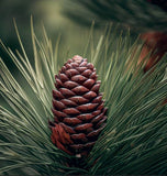 Pinus canariensis (Canary Island Pine, Canary Pine)